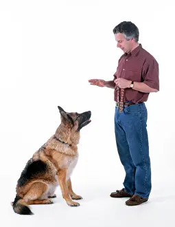 Obedience: Dog - following sit command