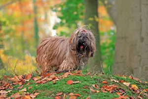 Lhasa: Dog in the forest, Lhasa Apso, Arnsberg, North Rhine-Westpha