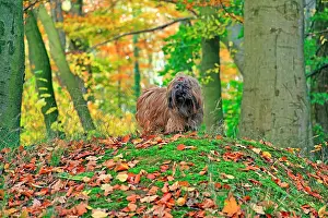 Lhasa: Dog in the forest, Lhasa Apso, Arnsberg, North Rhine-Westpha