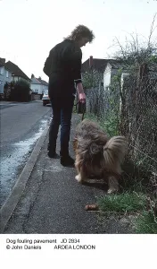 Faeces: DOG - fouling pavement