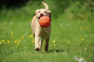 Basketball: Dog - Fox Red Labrador - puppy running in garden