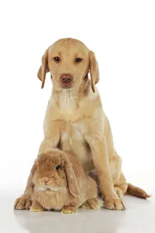 Lops: Dog - Fox Red Labrador - puppy sitting next to
