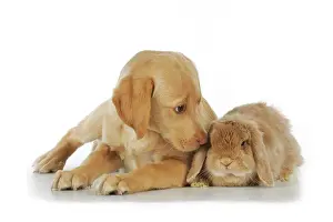 Lops: Dog - Fox Red Labrador - puppy sitting next to