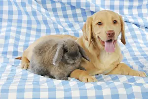Lops: Dog - Fox Red Labrador - puppy sitting next to