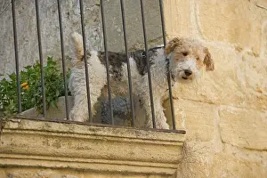 Balcony: Dog - Fox Terrier tooking down from balcony