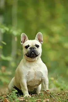 Bouledogue: Dog - French Bulldog