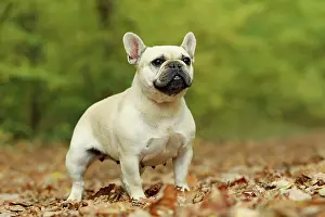 Bouledogue: Dog - French Bulldog