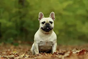 Bouledogue: Dog - French Bulldog