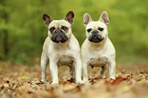 Bouledogue: Dog - French Bulldog