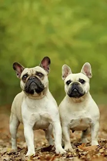 Bouledogue: Dog - French Bulldog