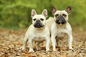 Bouledogue: Dog - French Bulldog