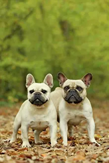 Bouledogue: Dog - French Bulldog