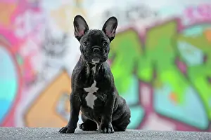 Graffiti: Dog - French Bulldog