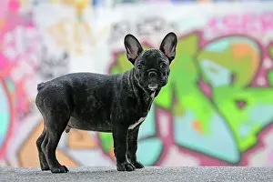 Graffiti: Dog - French Bulldog