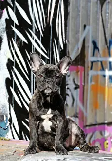 Graffiti: Dog - French Bulldog