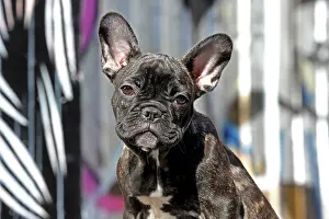 Graffiti: Dog - French Bulldog