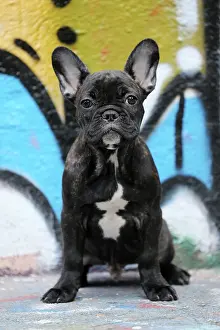 Graffiti: Dog - French Bulldog