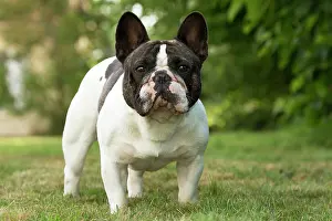 Utility: Dog French Bulldog