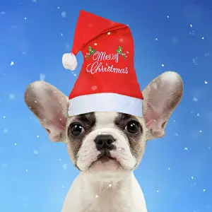 Merry: Dog - French bulldog