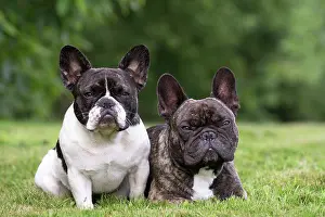 Utility: Dog French Bulldog