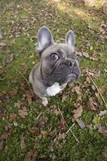 Selfie: DOG. French Bulldog in autumn wide angle selfie