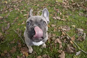 Selfie: DOG. French Bulldog in autumn wide angle selfie