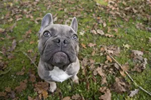 021117: DOG. French Bulldog in autumn wide angle selfie