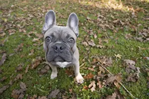 Utility: DOG. French Bulldog in autumn wide angle selfie