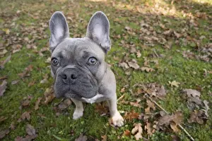 Utility: DOG. French Bulldog in autumn wide angle selfie