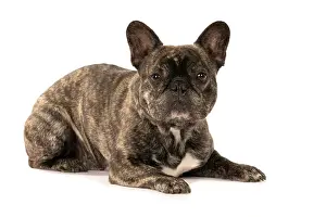 Brindle: DOG. French Bulldog, brindle, laying down, studio