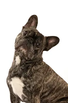 Brindle: DOG. French Bulldog, brindle, sitting portrait, studio
