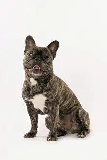 Brindle: DOG. French Bulldog, brindle, sitting portrait, studio