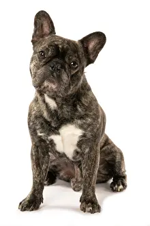 Brindle: DOG. French Bulldog, brindle, sitting portrait, studio