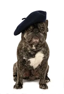 Brindle: DOG. French Bulldog, brindle, sitting wearing a beret, stud