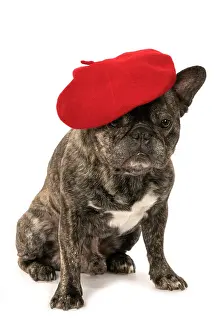 Brindle: DOG. French Bulldog, brindle, sitting wearing a beret, stud
