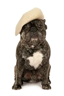 Brindle: DOG. French Bulldog, brindle, sitting wearing a beret, stud
