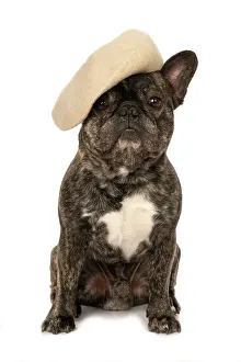 Brindle: DOG. French Bulldog, brindle, sitting wearing a beret, stud