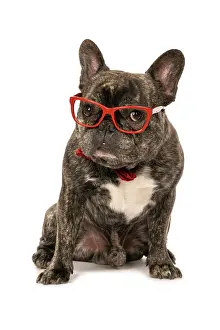 Glasses: DOG. French Bulldog, brindle, sitting wearing a red bow tie