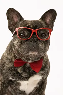 Glasses: DOG. French Bulldog, brindle, sitting wearing a red bow tie