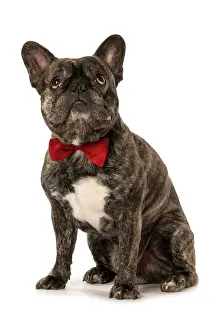 Brindle: DOG. French Bulldog, brindle, sitting wearing a red bow tie