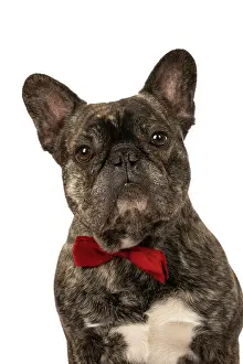Brindle: DOG. French Bulldog, brindle, sitting wearing a red bow tie
