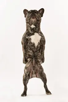 Brindle: DOG. French Bulldog, brindle, standing up on back legs, danc