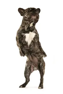 Brindle: DOG. French Bulldog, brindle, standing up on back legs, danc
