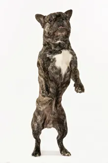 Brindle: DOG. French Bulldog, brindle, standing up on back legs, danc