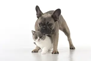 Shorthairs: DOG. French Bulldog with British shorthair cat