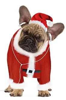 Headphones: Dog - French Bulldog dressed as Father Christmas
