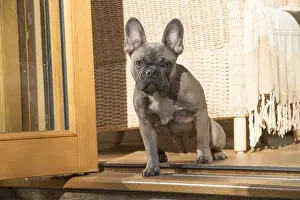 Utility: DOG. French Bulldog in garden room