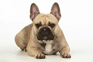 270220: DOG. French bulldog, laying down, , studio, white background