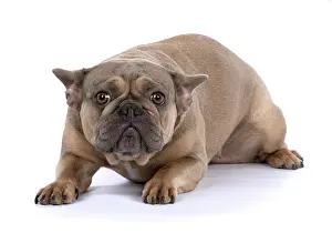 Afraid: DOG. French Bulldog, laying, ears back, studio