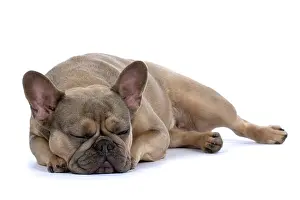 Asleep: DOG. French Bulldog, laying, sleepy, eyes closed, studio